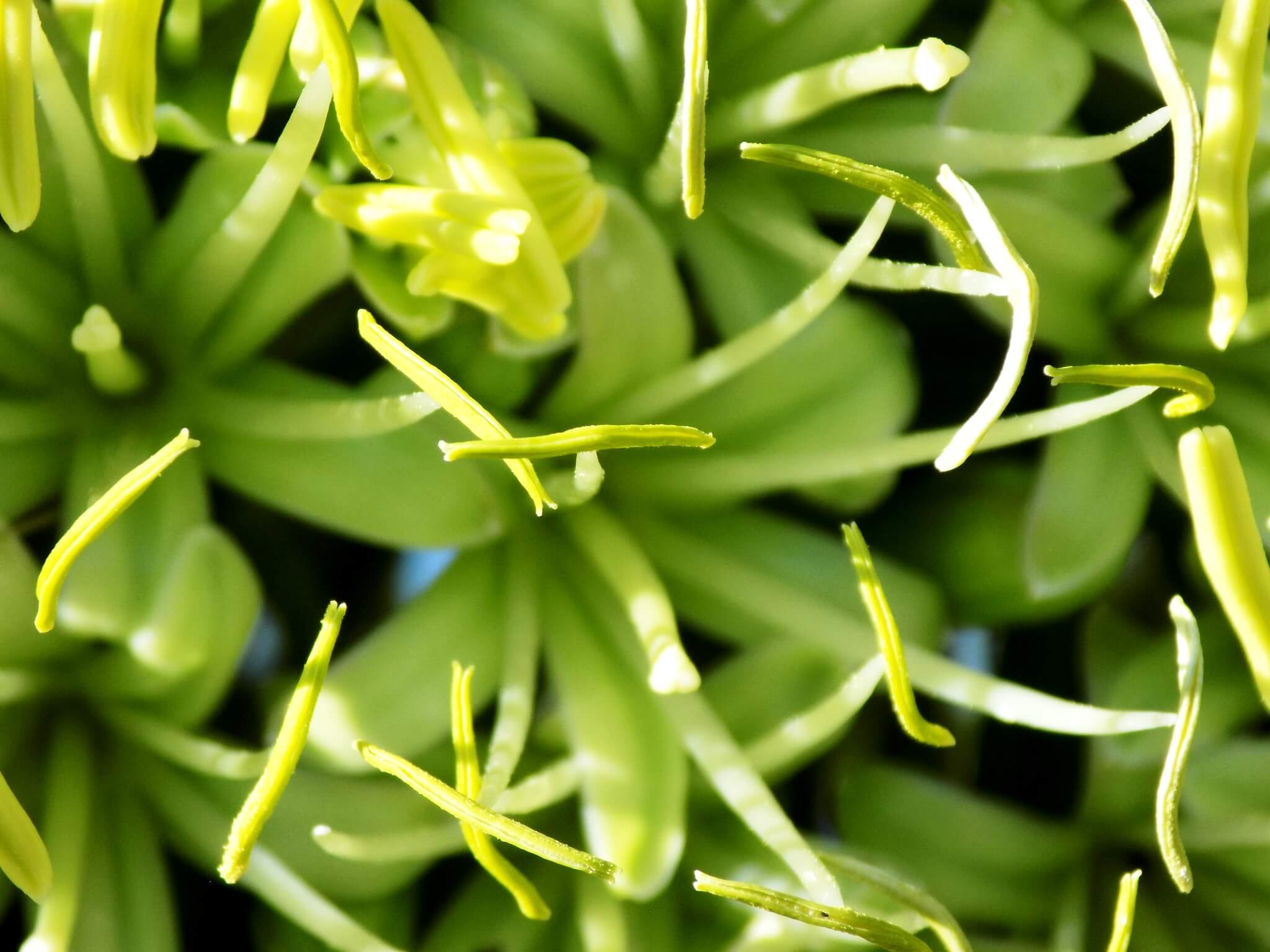 Agave attenuata